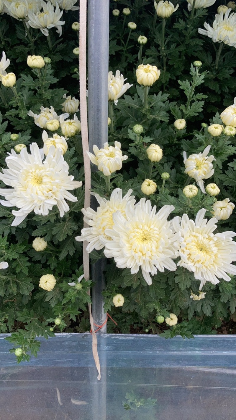 白菊