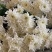 白菊