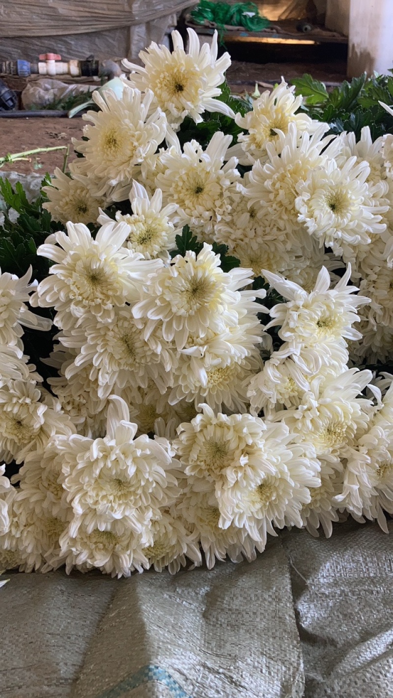 白菊
