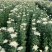 白菊