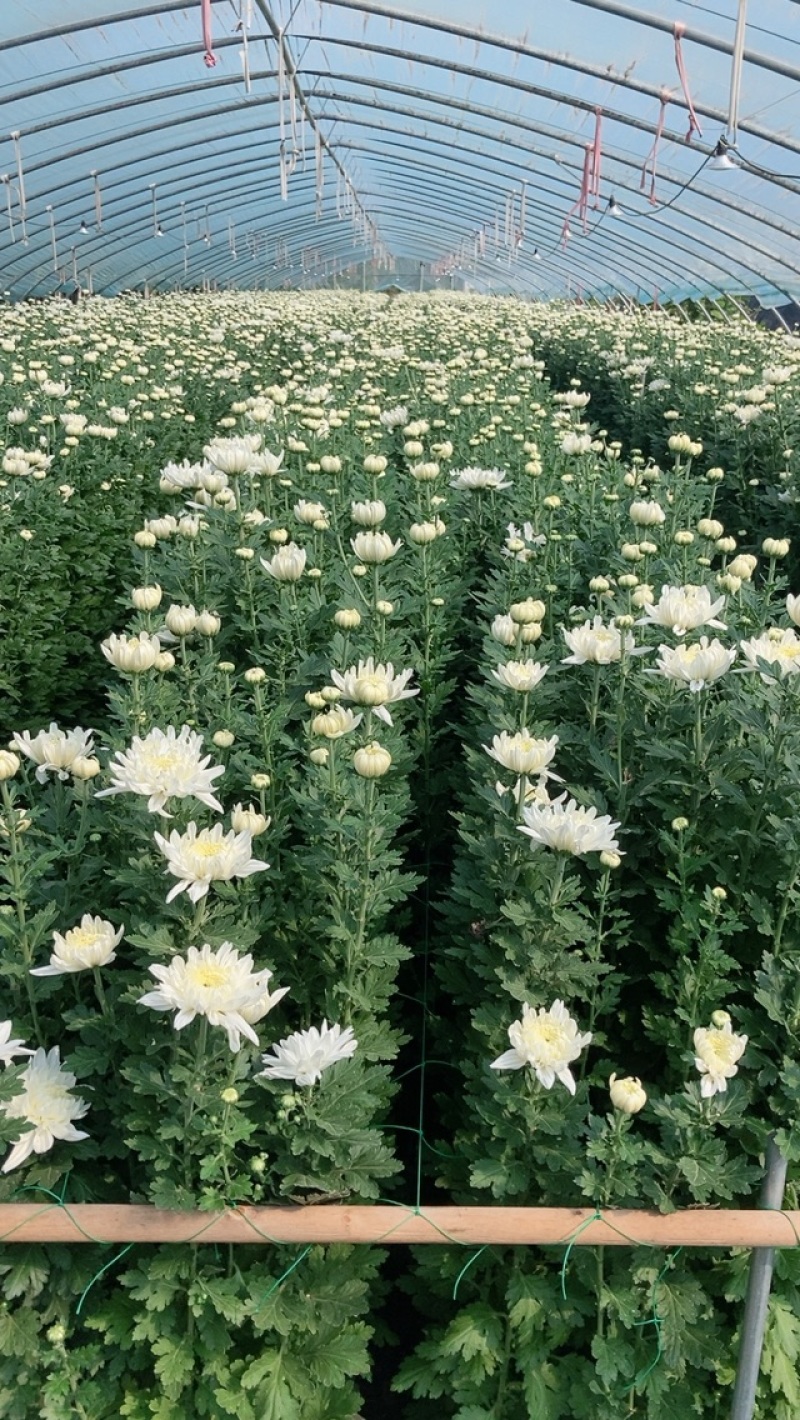 白菊