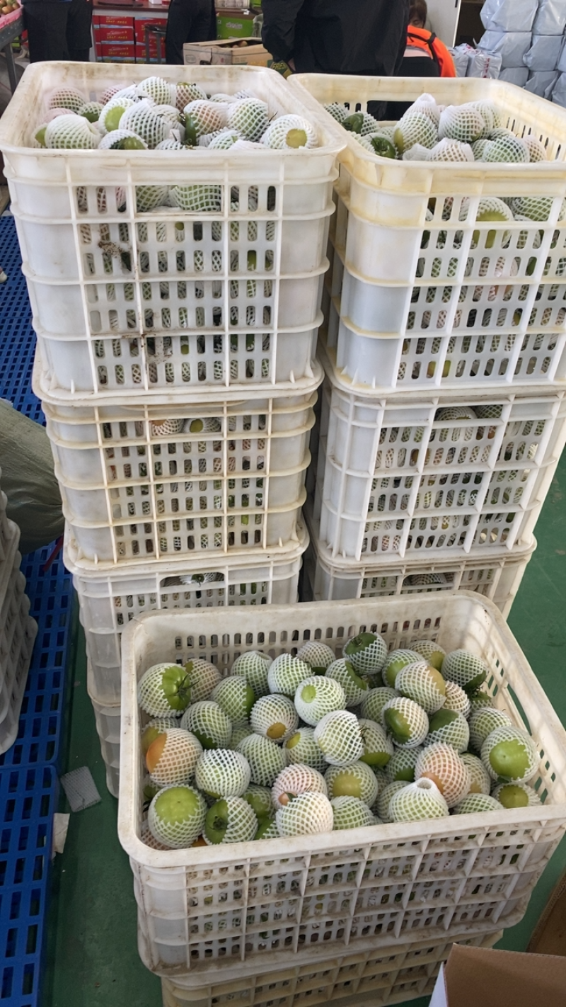 盘锦碱地柿子