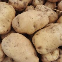 自己种的土豆，品种有实验一和中薯五，吉林省扶余市