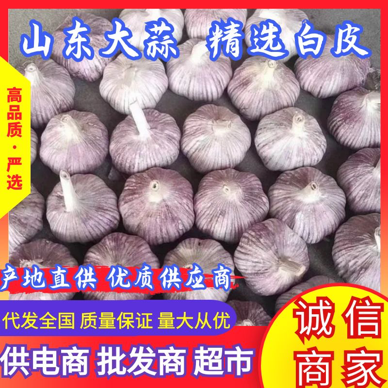 山东手选大蒜产地批发一手货源电商全国发货