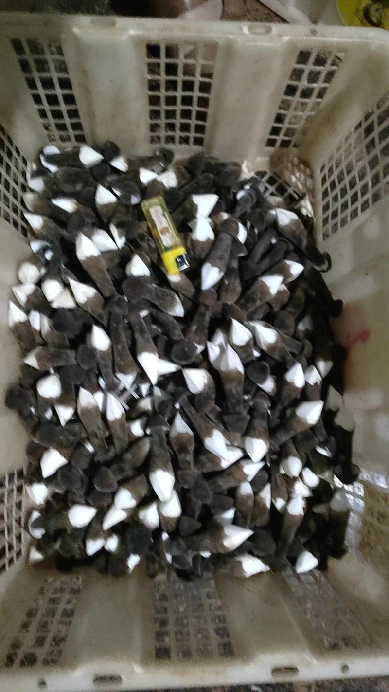 精品黑皮鸡枞菌湖南基地直供价格优惠，保质保量，欢迎来电