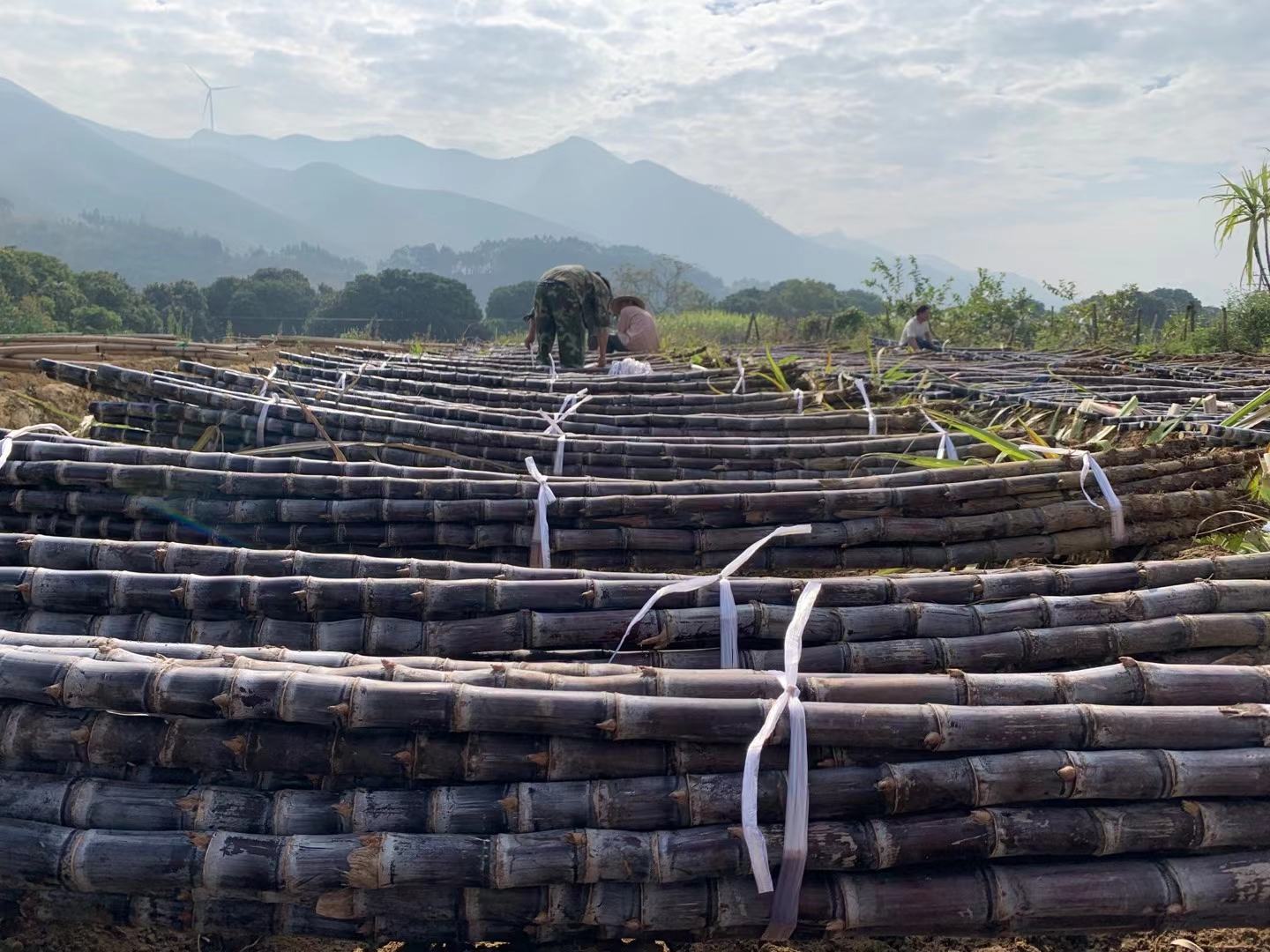 黑皮甘蔗榨汁过程展示，包括切段、榨汁和成品