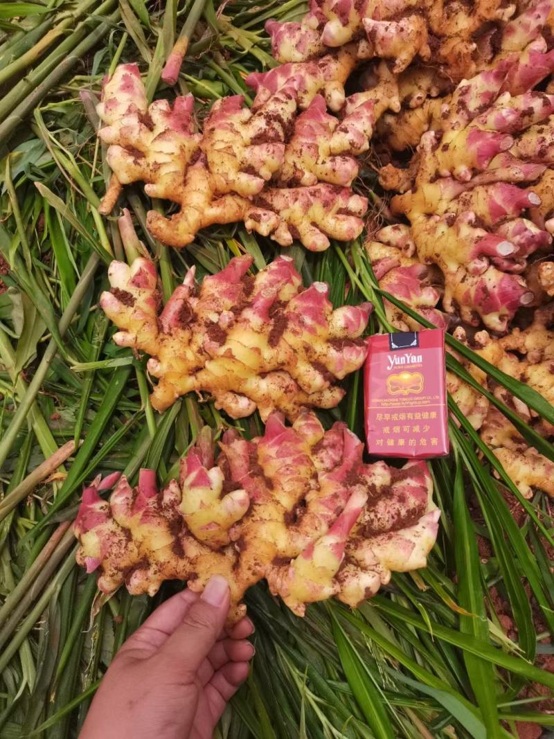 云南生姜大量上市，欢迎来实地考察订购