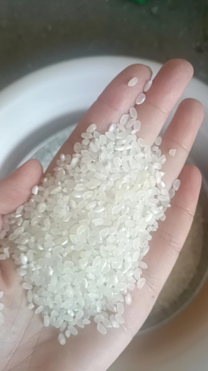 苏北珍珠米