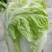 【精品】大白菜品质保证夏阳白白菜大量上市