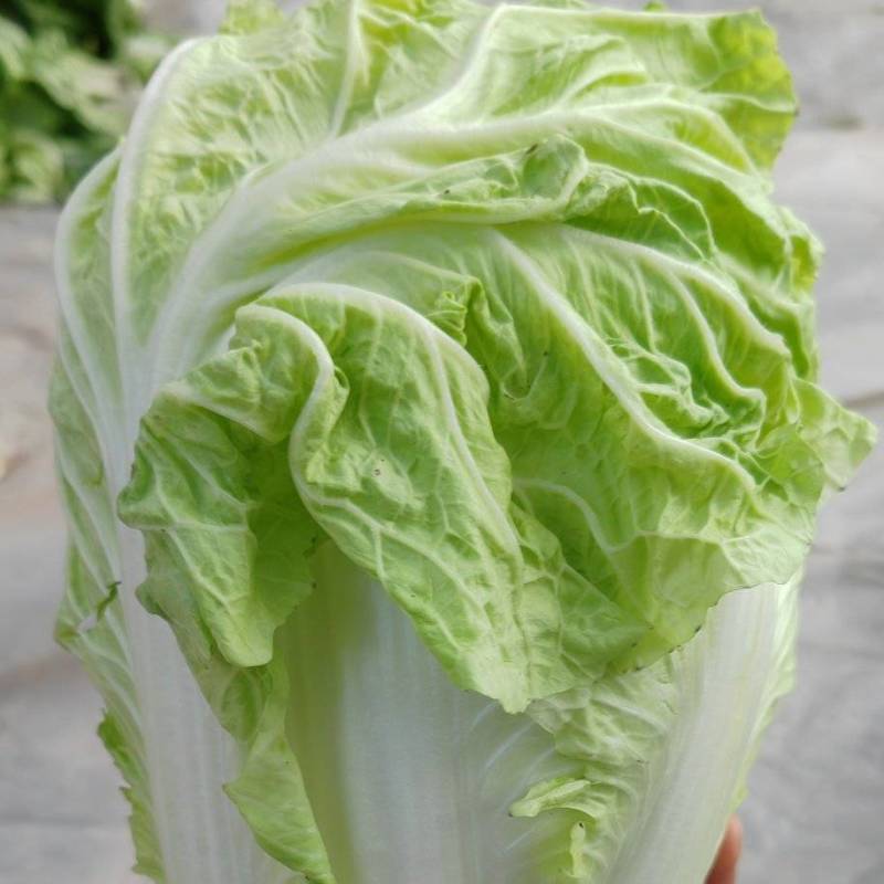 【精品】大白菜品质保证夏阳白白菜大量上市