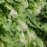【精品】大白菜品质保证夏阳白白菜大量上市