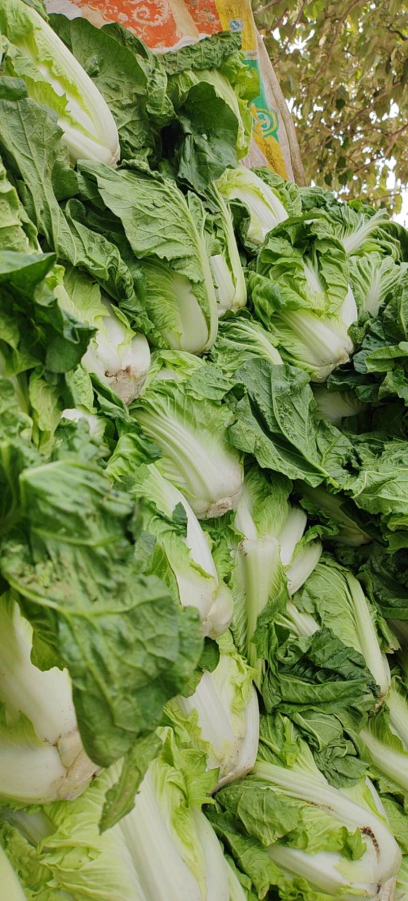 【精品】大白菜品质保证夏阳白白菜大量上市