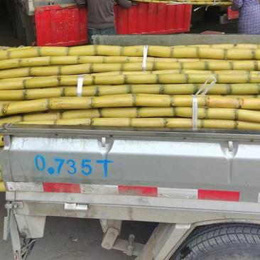 黄皮甘蔗可以打捆提供纸箱泡沫箱承接电商商超直播带货批发量大