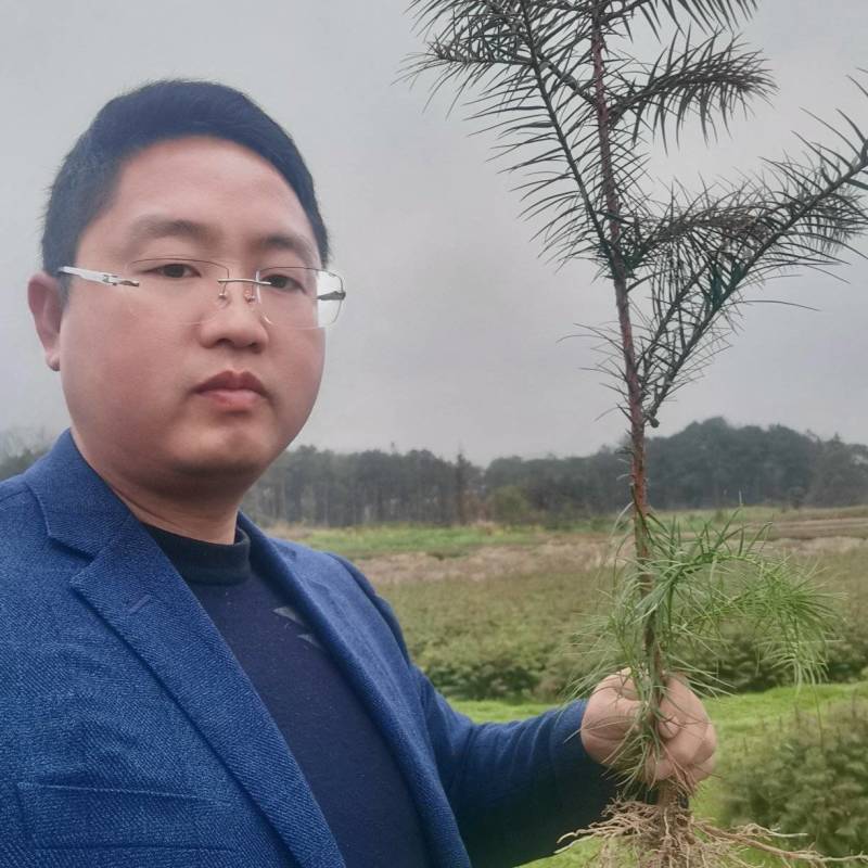 杉木苗，江西杉木苗，湖北杉木苗，湖南杉木苗