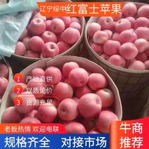 绥中苹果红富士苹果产地直供货源充足可视频价格来电详谈