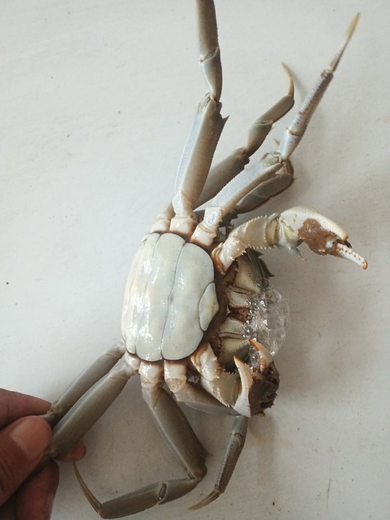 大闸蟹