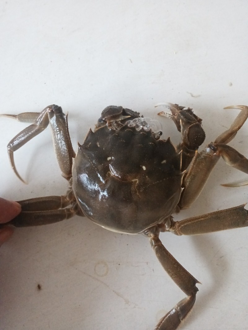 大闸蟹