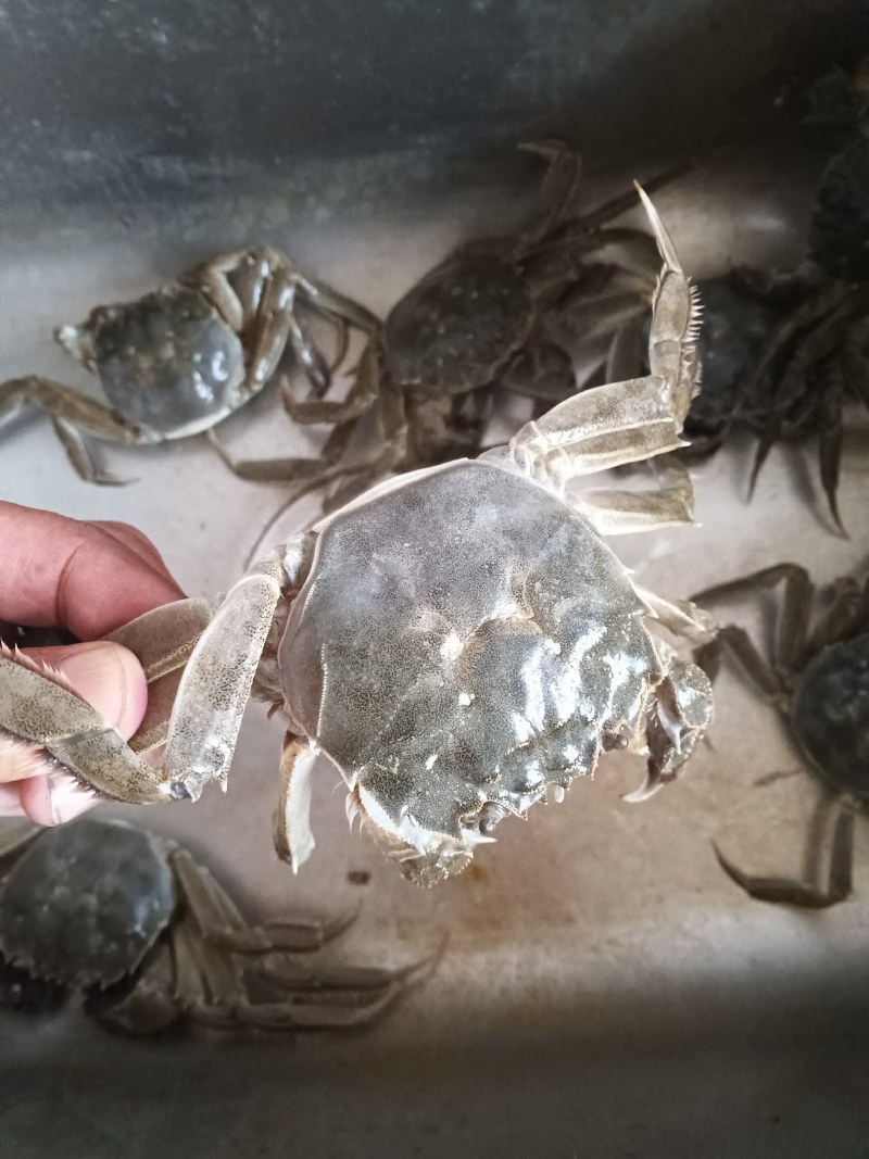 大闸蟹