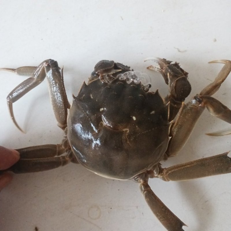 大闸蟹