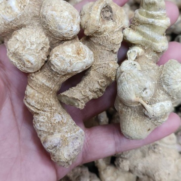 竹节参（白三七）竹节三七竹根七况规格齐全干货包邮一手货源