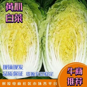 吉林黄心菜杠菜大量上市4一5一6斤净菜上车无虫眼