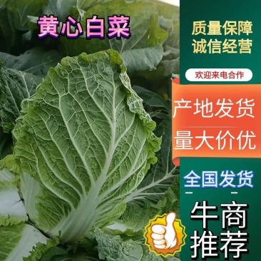 吉林白城黄心白菜大量上市4一5一6斤价格美丽量大从优