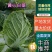 吉林白城黄心白菜大量上市4一5一6斤价格美丽量大从优