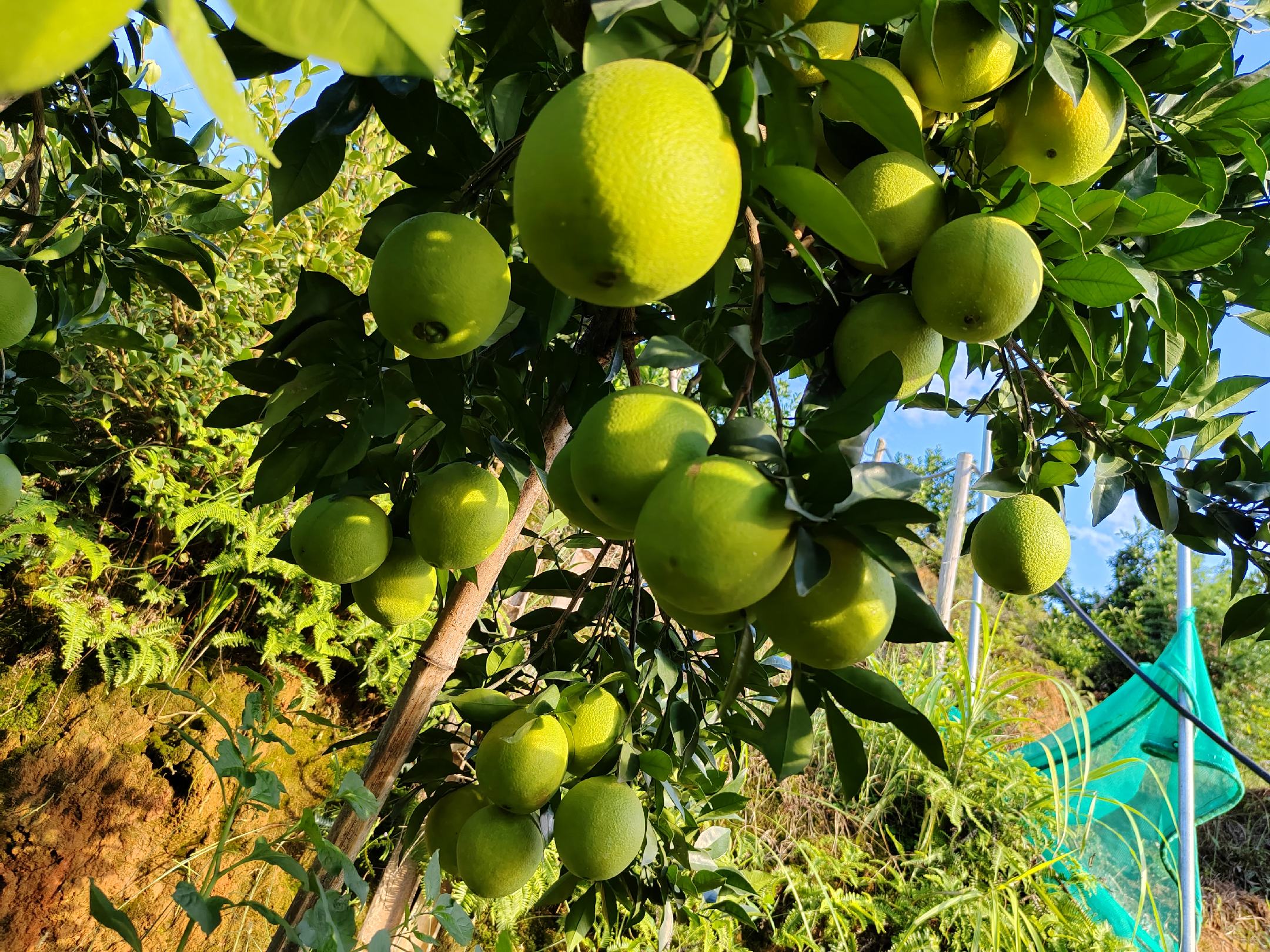 脐橙产地分布图