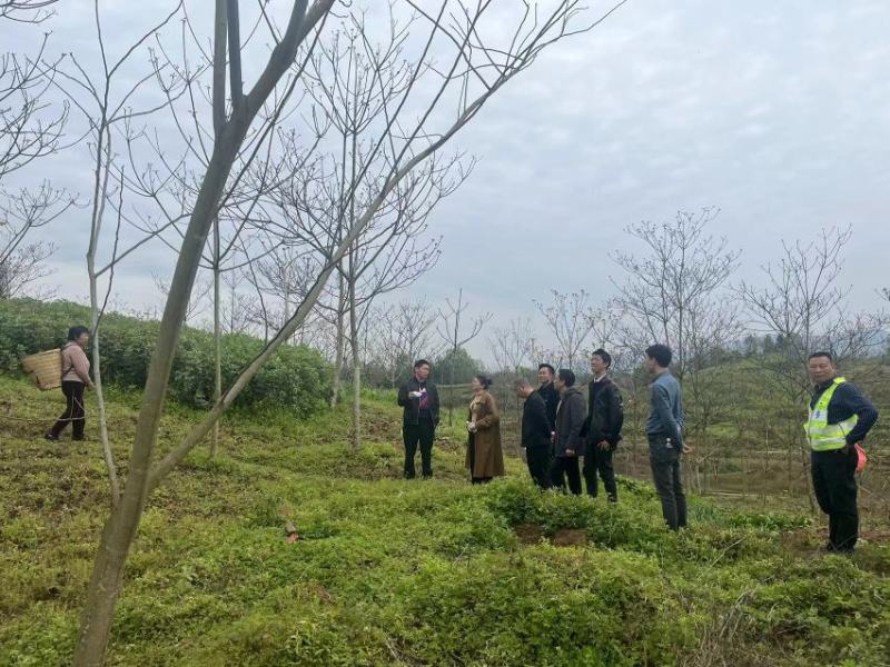 10公分油桐树苗基地直供，重庆俊尧千亩油桐树苗培育基地