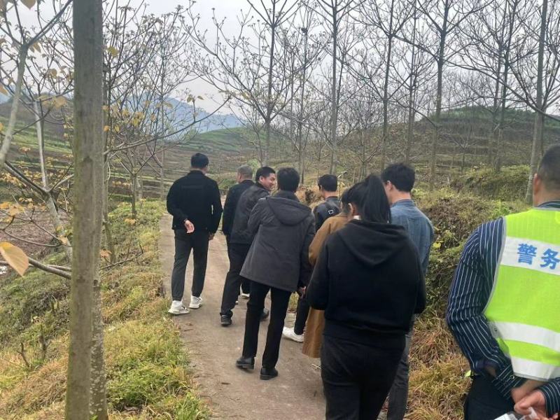 10公分油桐树苗基地直供，重庆俊尧千亩油桐树苗培育基地