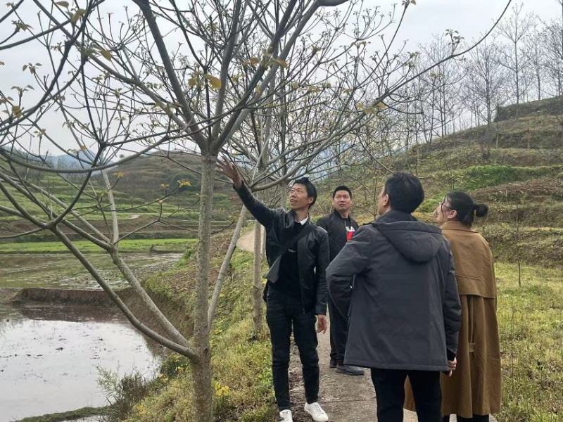 10公分油桐树苗基地直供，重庆俊尧千亩油桐树苗培育基地