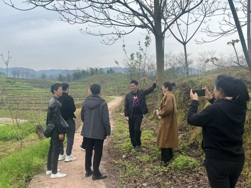 10公分油桐树苗基地直供，重庆俊尧千亩油桐树苗培育基地