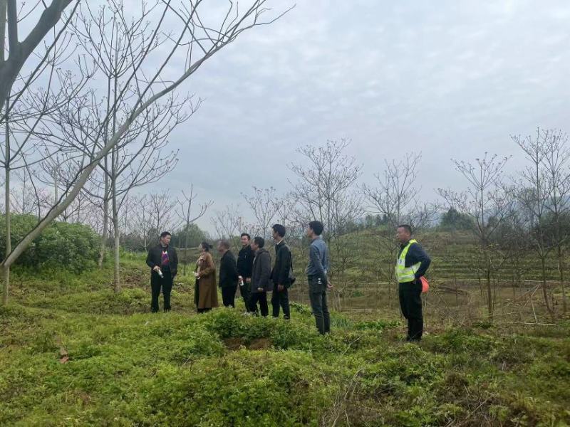 10公分油桐树苗基地直供，重庆俊尧千亩油桐树苗培育基地