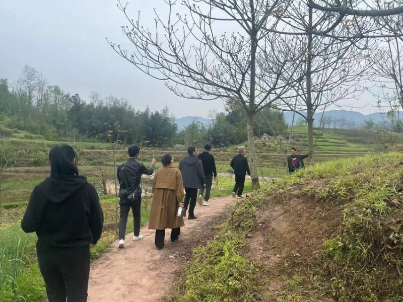 10公分油桐树苗基地直供，重庆俊尧千亩油桐树苗培育基地