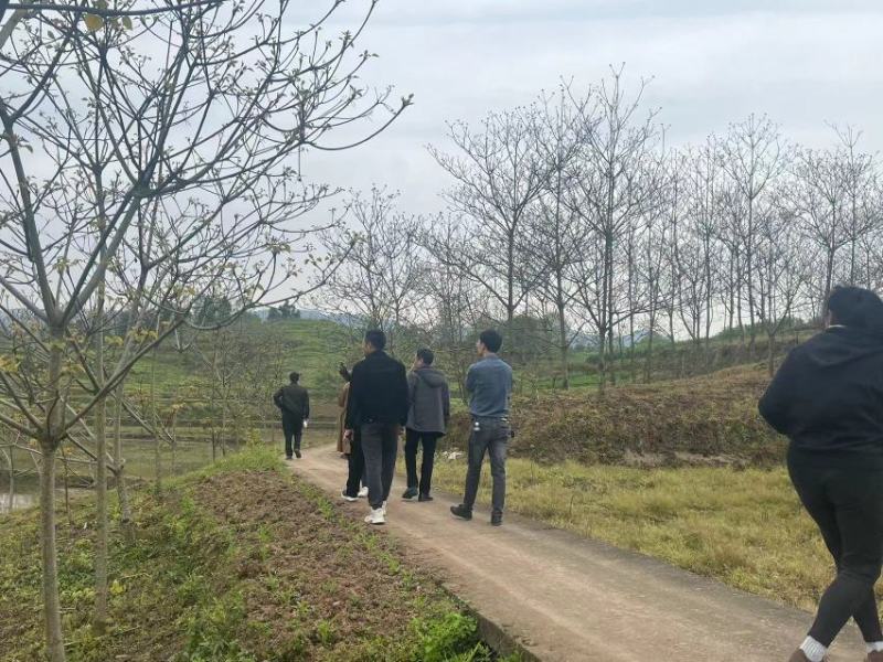 12公分油桐树基地直供，重庆俊尧千亩油桐树苗培育基地