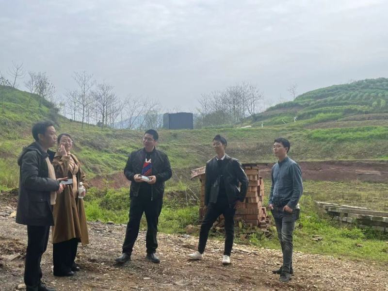 12公分油桐树基地直供，重庆俊尧千亩油桐树苗培育基地
