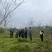 12公分油桐树基地直供，重庆俊尧千亩油桐树苗培育基地