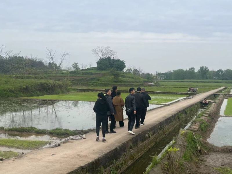 12公分油桐树基地直供，重庆俊尧千亩油桐树苗培育基地