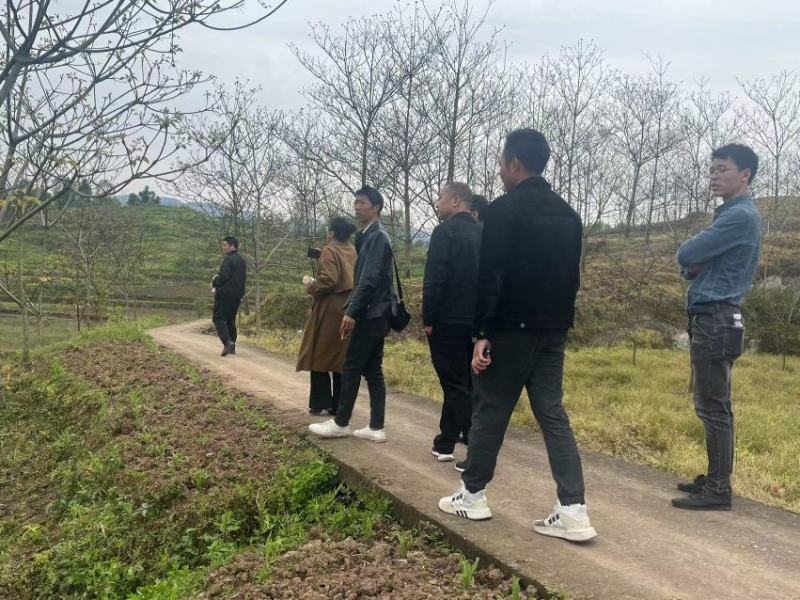 12公分油桐树基地直供，重庆俊尧千亩油桐树苗培育基地