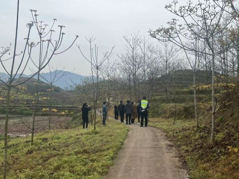 12公分油桐树基地直供，重庆俊尧千亩油桐树苗培育基地