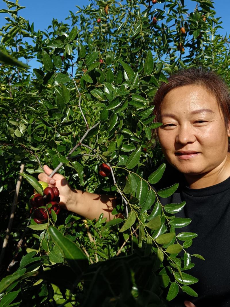 磨盘枣树苗优质嫁接苗可实地考察订购