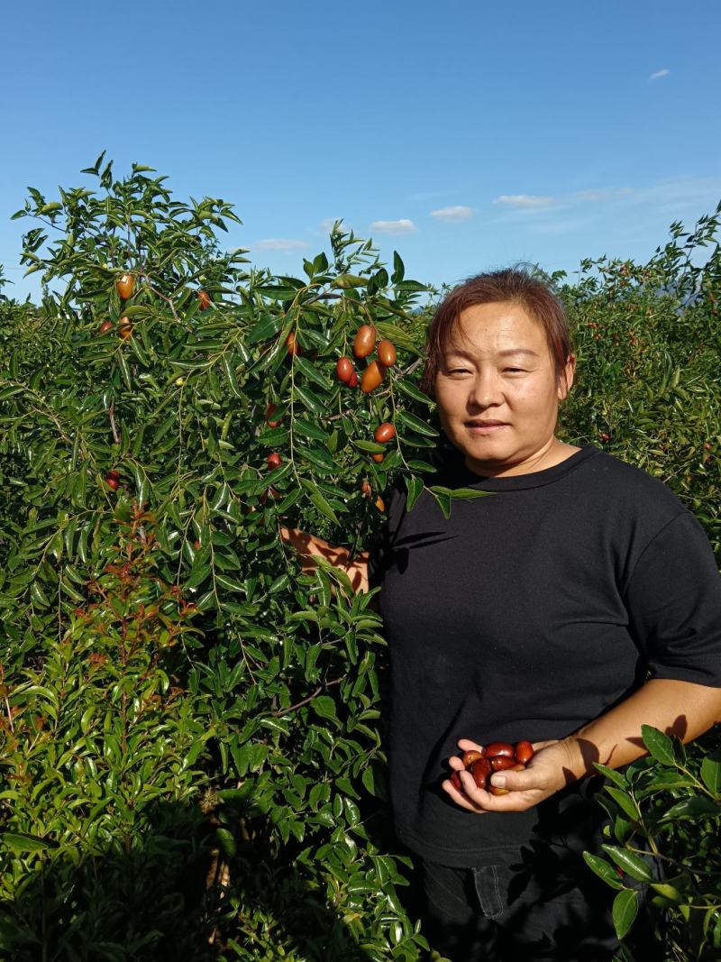 磨盘枣树苗优质嫁接苗可实地考察订购