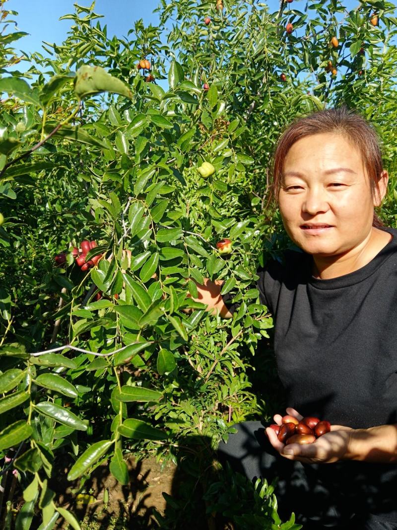 磨盘枣树苗优质嫁接苗可实地考察订购