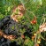 磨盘枣树苗优质嫁接苗可实地考察订购