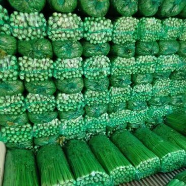 精品芹菜