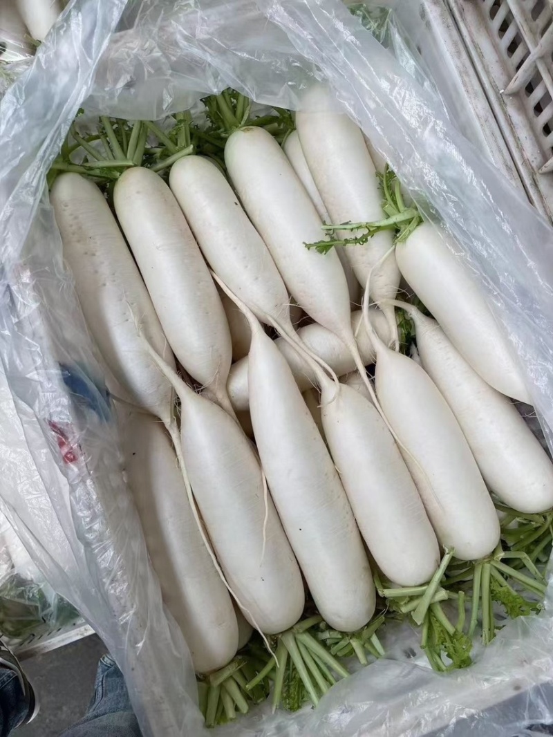 精品芹菜