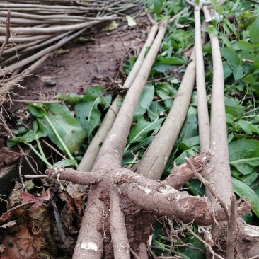 6公分油桐树基地直供，买油桐树苗，就找重庆俊尧