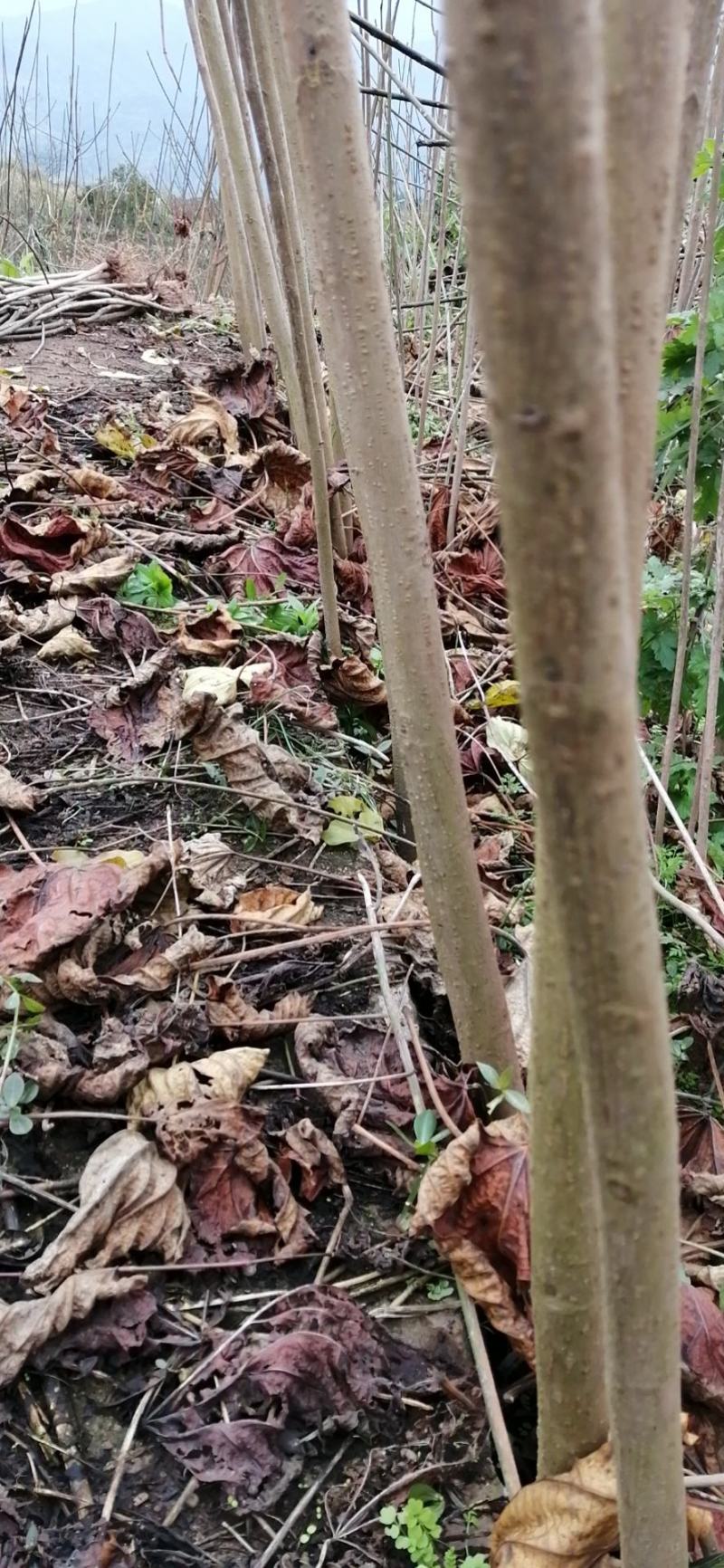 6公分油桐树基地直供，买油桐树苗，就找重庆俊尧