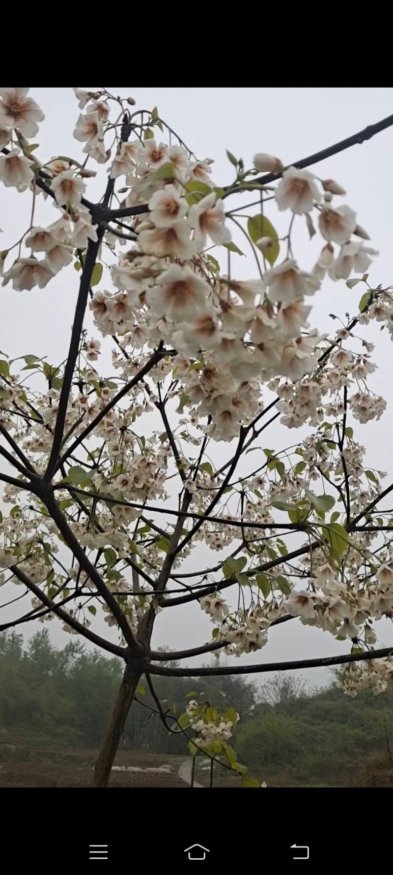 6公分油桐树基地直供，买油桐树苗，就找重庆俊尧