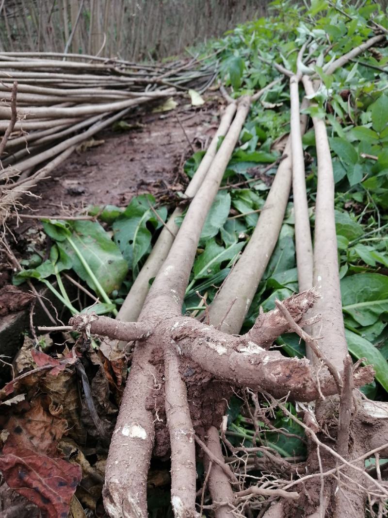6公分油桐树基地直供，买油桐树苗，就找重庆俊尧
